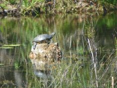 turtle nature trail